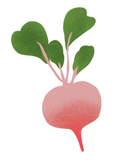 Radis rose